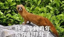 火影忍者黄鼠狼爆料视频,黄鼠狼爆料揭秘忍界秘闻